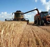 La collecte des céréales touche à sa fin en dépassant la moyenne