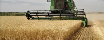 Tunisie : une collecte exceptionnelle  de céréales