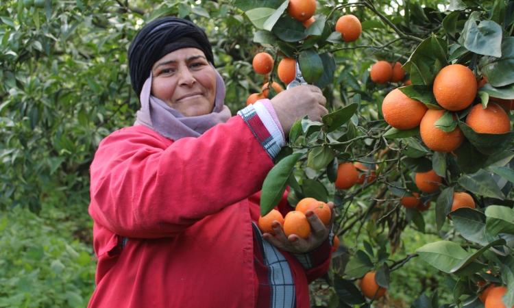 القوارص التونسية بين التغييرات المناخية وتراجع أسواق  التصدير