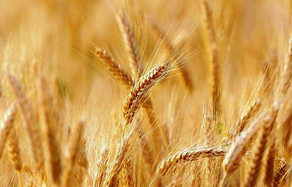 رد فعل المنظمة الفلاحية بعد الترفيع في أسعار الحبوب