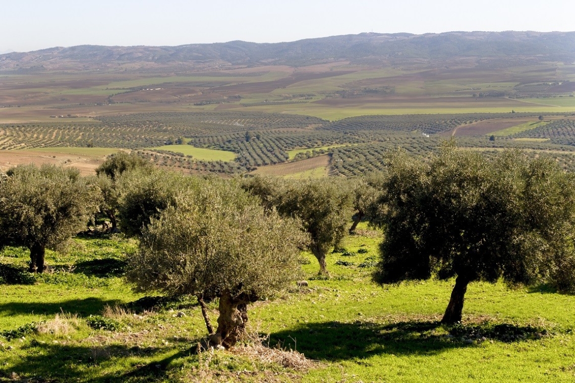 اتحاد الفلاحة يدعو الى خلق  أسواق جديدة للزيت التونسي