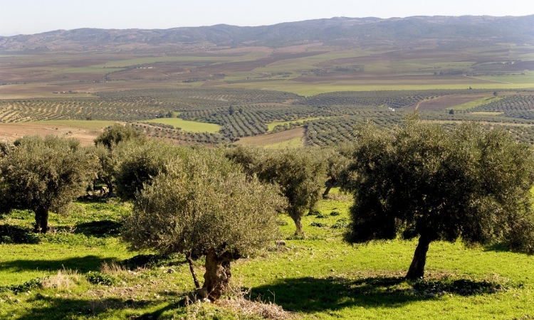 اتحاد الفلاحة يدعو الى خلق  أسواق جديدة للزيت التونسي