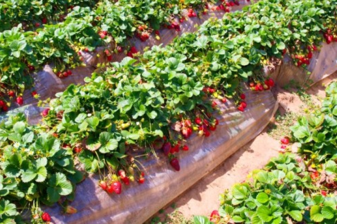 ولاية نابل : تضرر القطاع  الفلاحي جراء الفيضانات