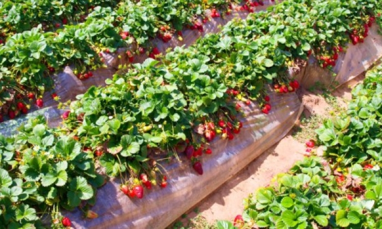 ولاية نابل : تضرر القطاع  الفلاحي جراء الفيضانات