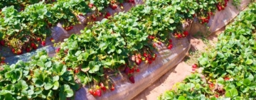 ولاية نابل : تضرر القطاع  الفلاحي جراء الفيضانات